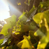 Wehmut - "IV: Sommer" cover