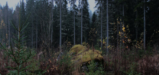 Naturmacht Compilation 2025